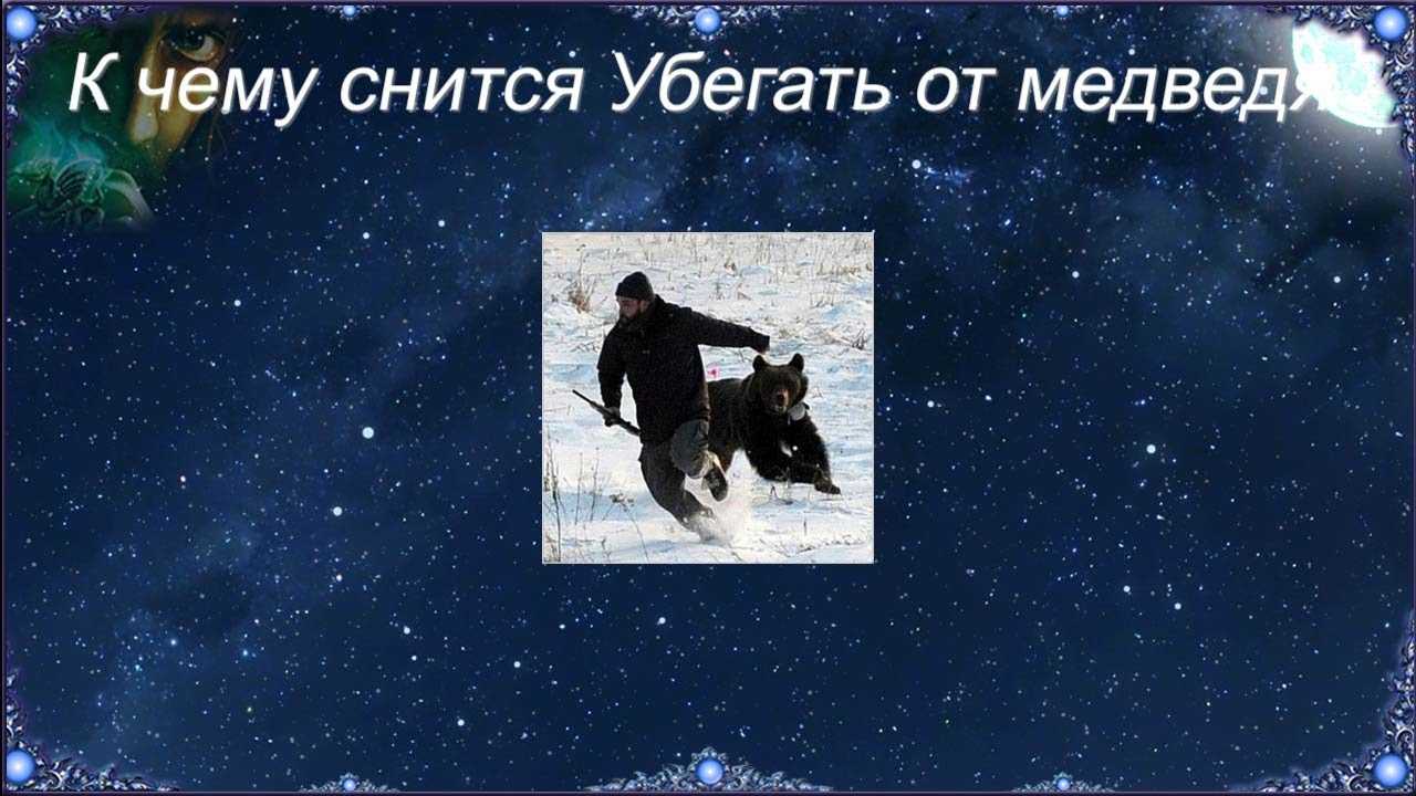 К чему снится белый медведь. сонники про белого медведя во сне