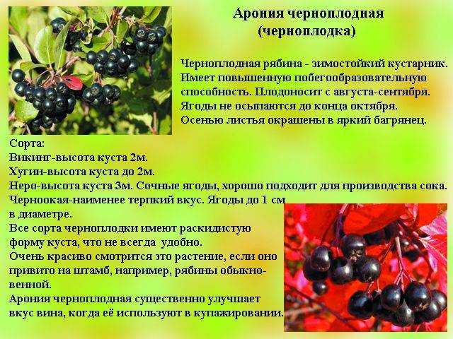 Чем полезна черноплодная рябина и как правильно ее есть | simpleslim