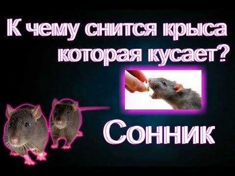 К чему снятся крысы: женщине, мужчине, снится много крыс, убитая, черная