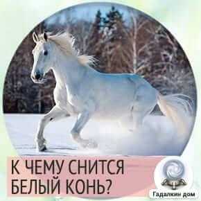 Почему лошадь встает на дыбы, кусается, брыкаться, сбрасывает всадника