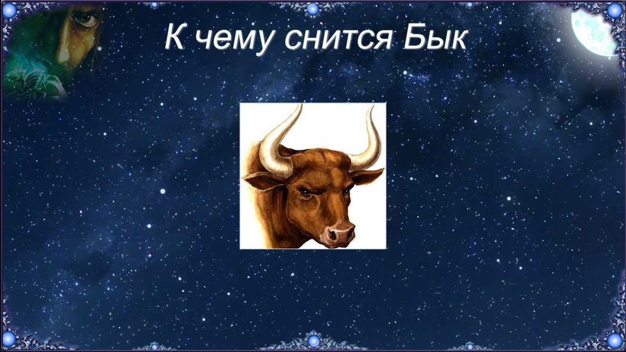 Сонник бык: к чему снится бык во сне видеть