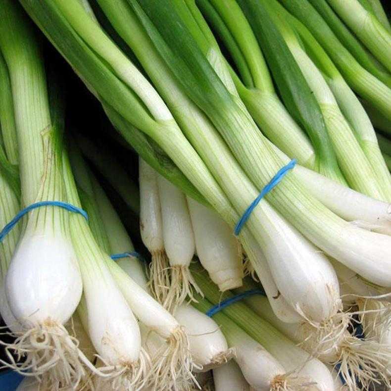 Лук