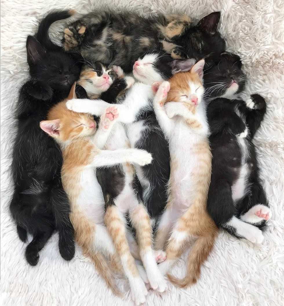 Видеть во сне кошку с котятами: что означает?