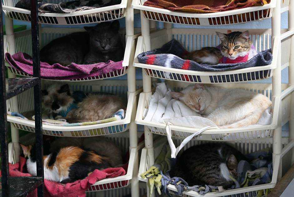 К чему снится кошка с котятами: сонник про кошу с котятами