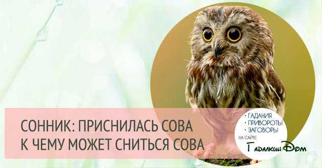 К чему снятся совы - сонник. к чему снится сова в доме :: syl.ru