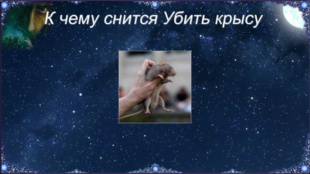 К чему снится крыса – объяснение значения сна