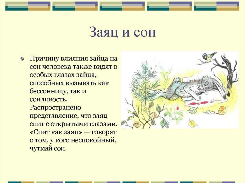 К чему снится заяц: что говорят сонники миллера, ванги, фрейда и других. толкование снов о зайце, зайчатах и зайчихе - автор екатерина данилова - журнал женское мнение