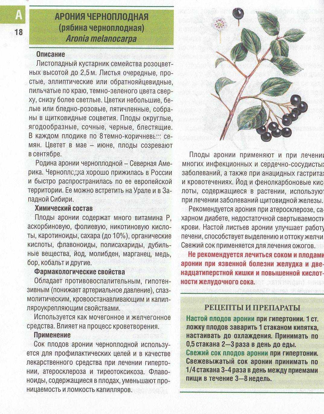 Черноплодная рябина, польза и вред для здоровья, что лечит ягода