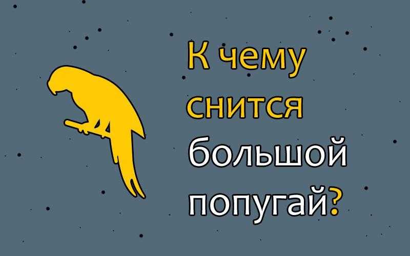 К чему снится попугай женщине или мужчине?