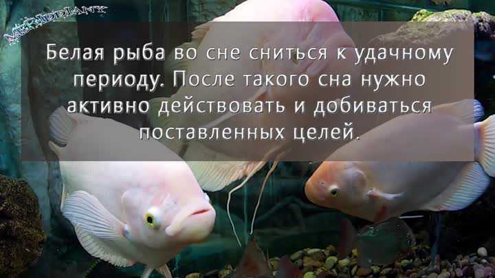 ᐉ сонник живая рыба в руках - x-sonnik.ru