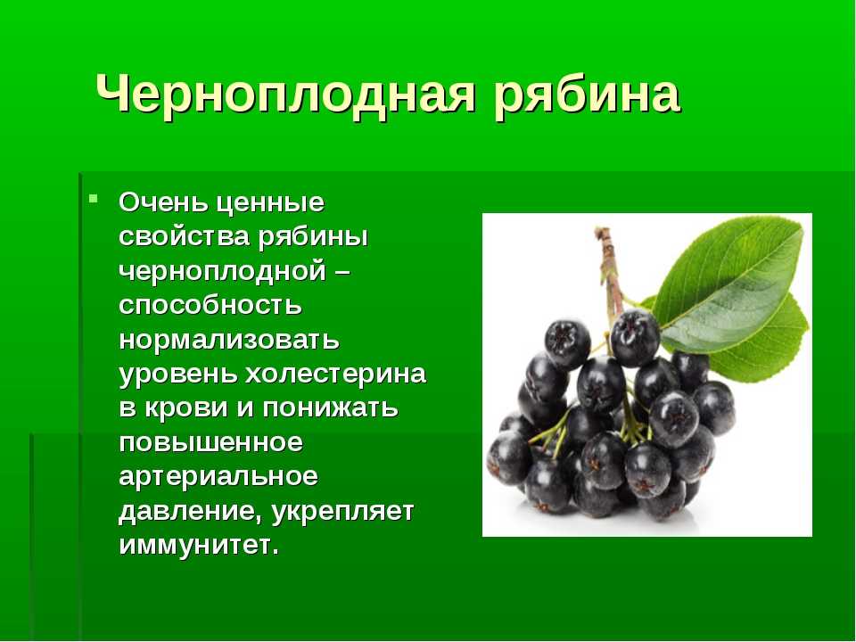 Польза и вред черноплодной рябины для здоровья: полезные и лечебные свойства