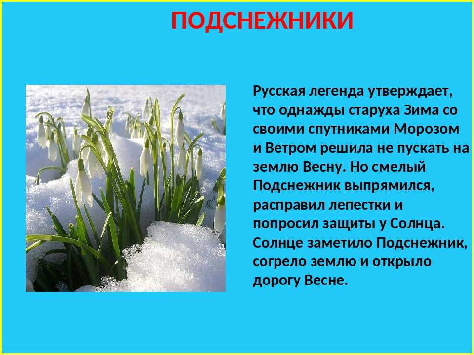 Кто такие подснежники в спортзале? кто такие подснежники? грустная история про подснежник в спортзале