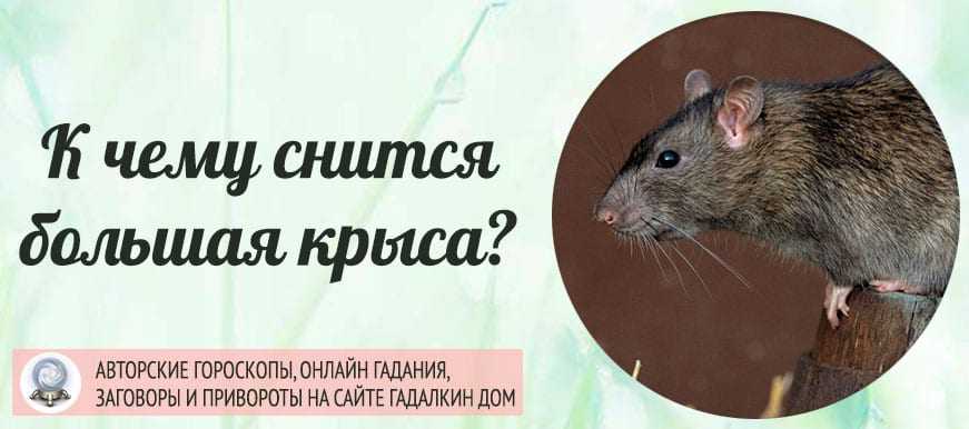К чему снится крыса женщине: много, бегает, большая, кусает