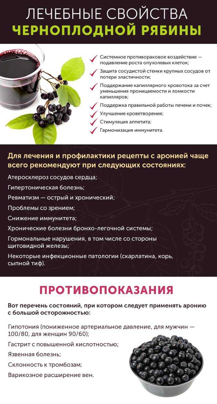 Черноплодная рябина — свойства и способы применения