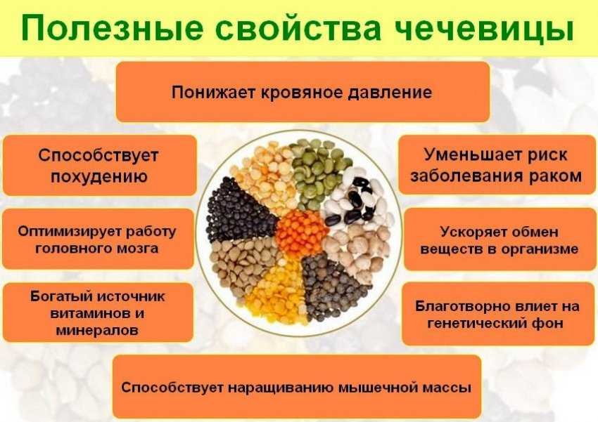 О чечевице: как выглядит, где растет, с чем едят, характеристики видов и сортов