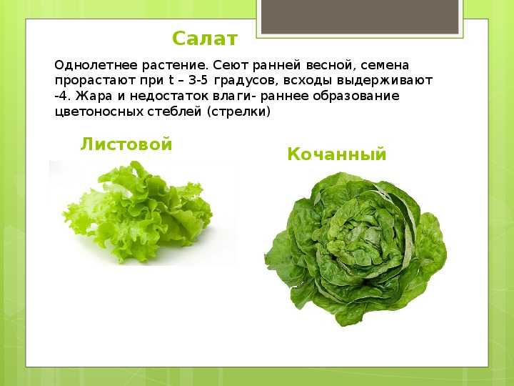 Салат листовой: польза и вред для здоровья для мужчин и женщин