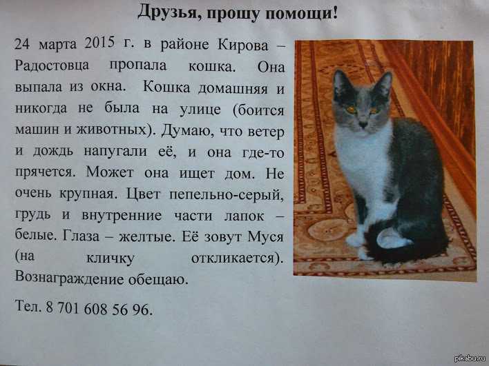 К чему снится кошка