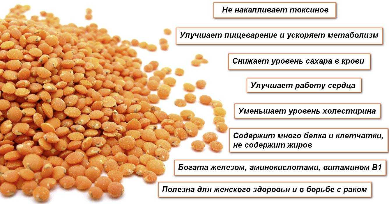 Чечевица: польза и вред для здоровья женщин и мужчин
