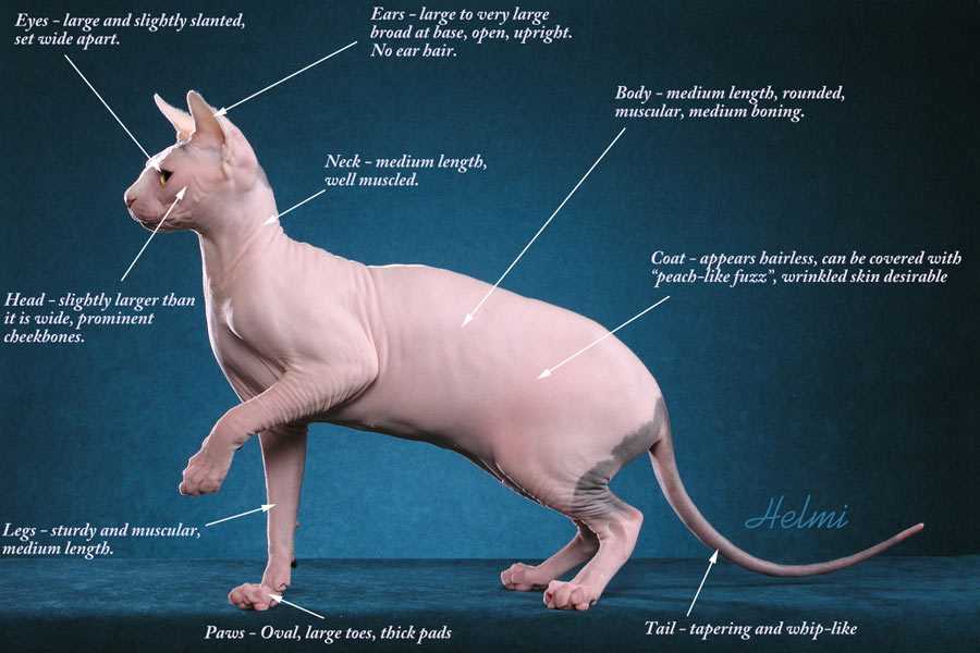 Кошка сфинкс — какой у нее характер