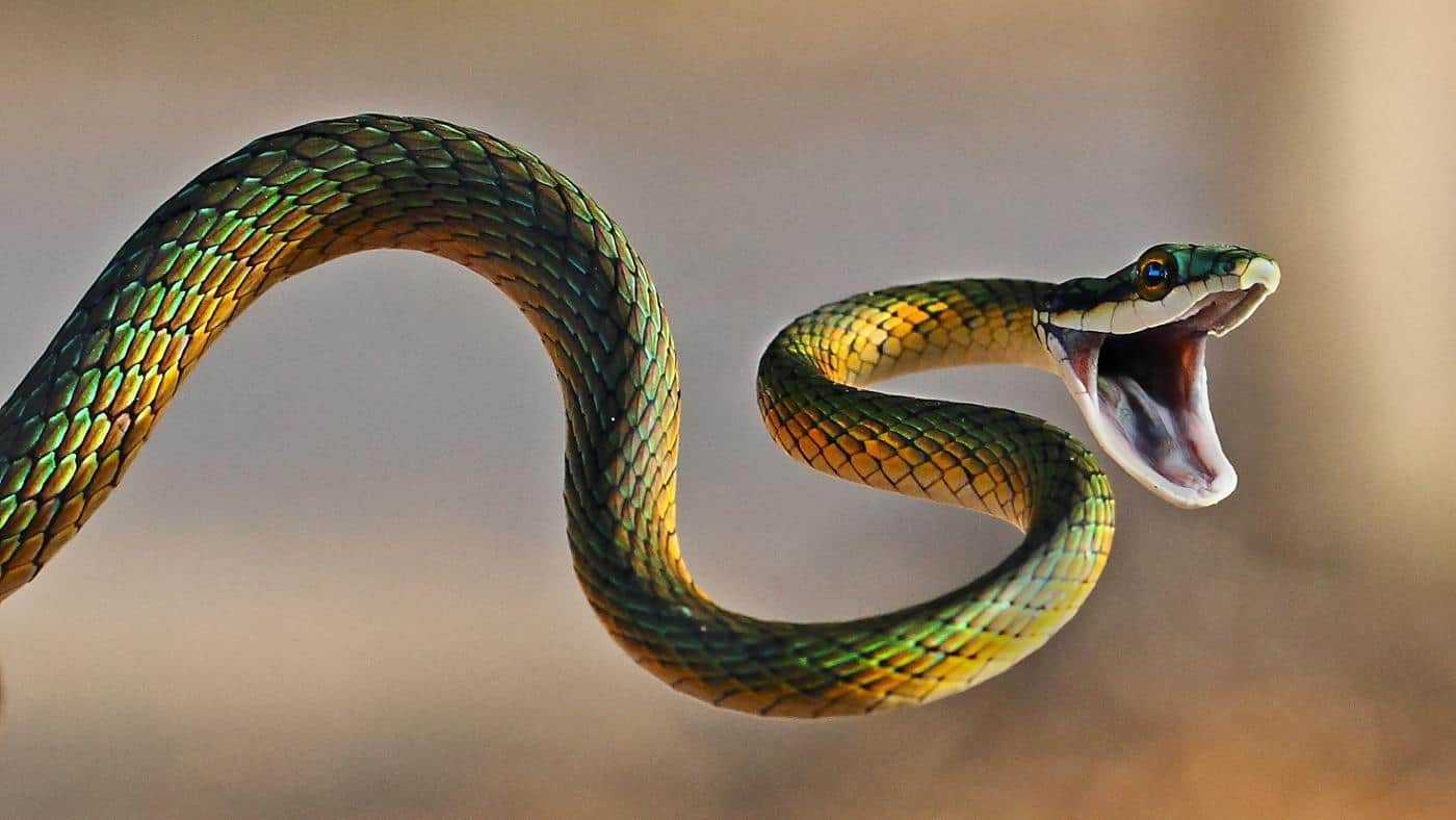 К чему снится змея. стоит ли бояться сновидений о змее?