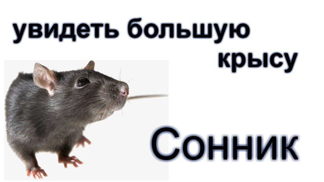 К чему снятся убитые крысы во сне: в крови, черные, белые, серые, много