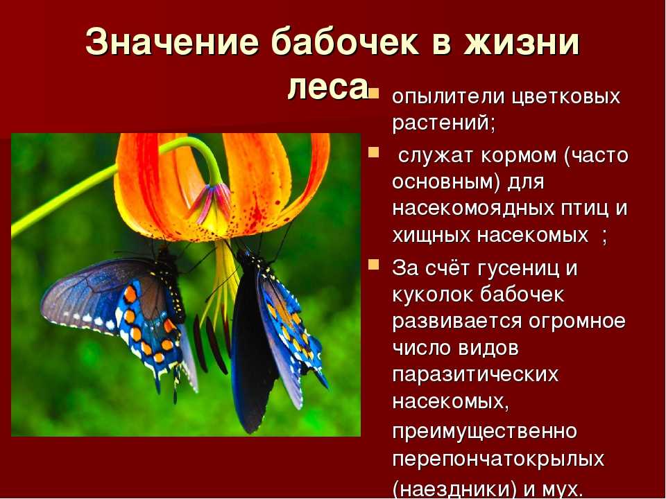 Описание к чему может сниться много цветных бабочек в комнате