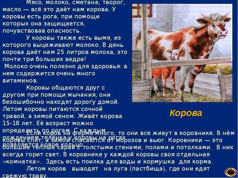 К чему снится стадо коров: что говорят сонники миллера, ванги, фрейда и других. толкование снов о стаде быков или коров