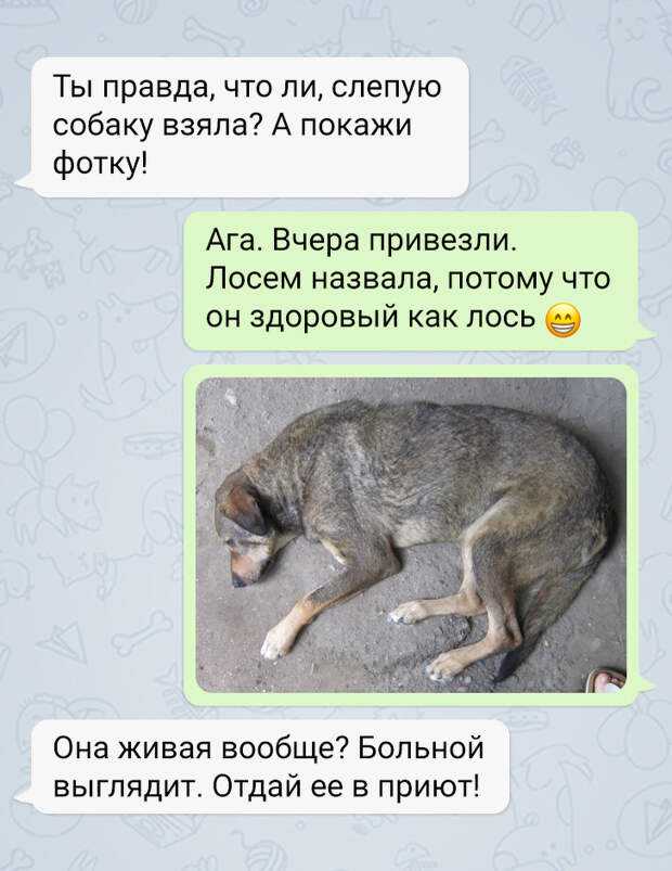 Видеть во сне собаку, которая ластится и лижется в лицо: поцелуи с псом
