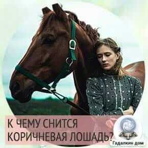 К чему снится черный конь