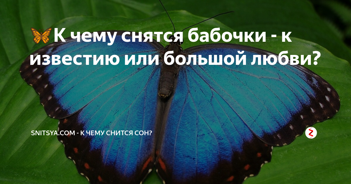 Сонник бабочка к чему снится бабочка. бабочки во сне приснились