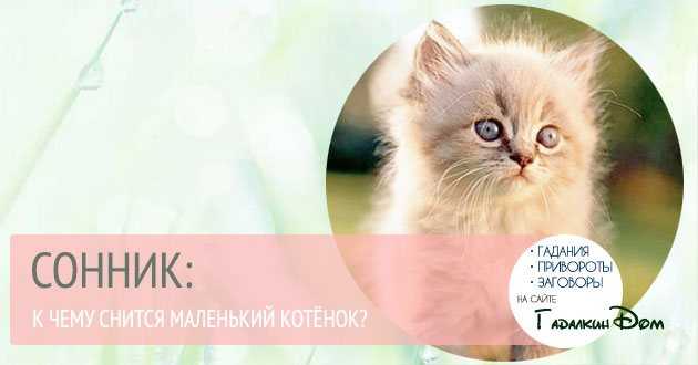 К чему снится черный кот?