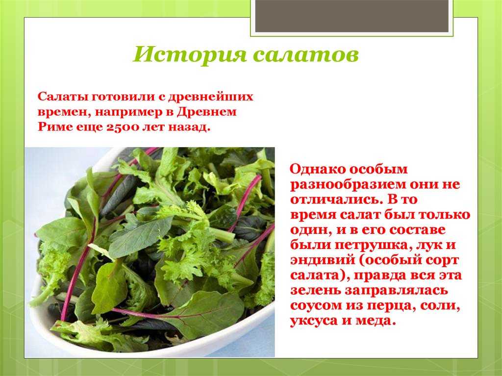 Мастер-класс по зимнему выращиванию листового салата в горшке на витаминную зелень