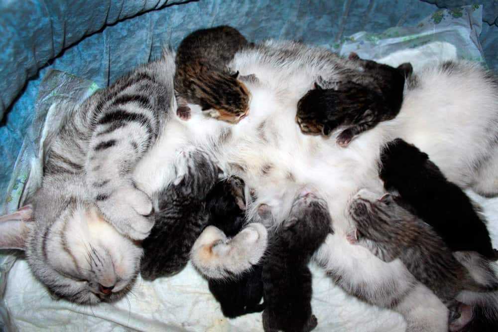К чему снятся котята? сонник - котята. самое полное толкование.