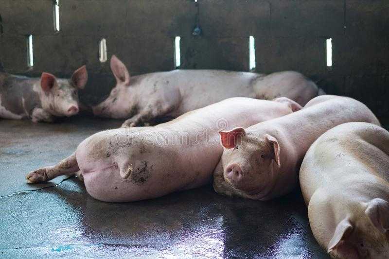 К чему снится свинья, сонник – свинья во сне