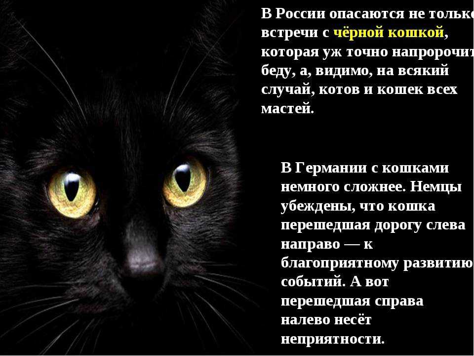 К чему снится кошка с котятами во сне: расшифровка в сонниках