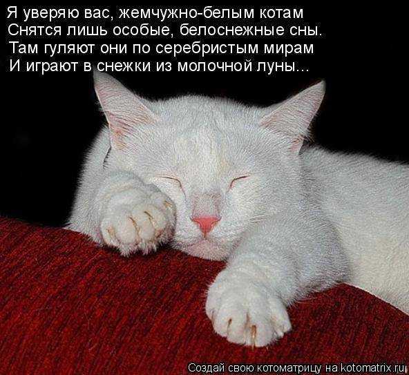 Сонник: к чему снится, что кошка родила котят, окотилась?