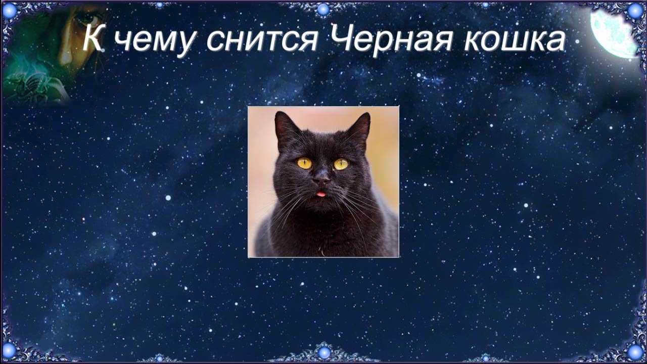 Сонник кошка | гороскопы 365