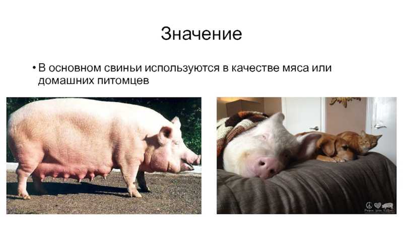 К чему снится свинья и поросята: черные, белые, маленькие, чистые, грязные, во дворе, квартире, ловить, кормить, покупать