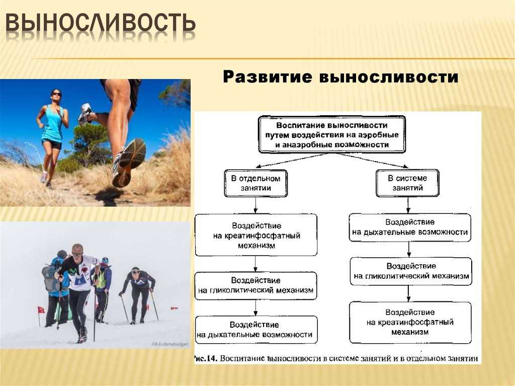Развитие умственной выносливости | реферат