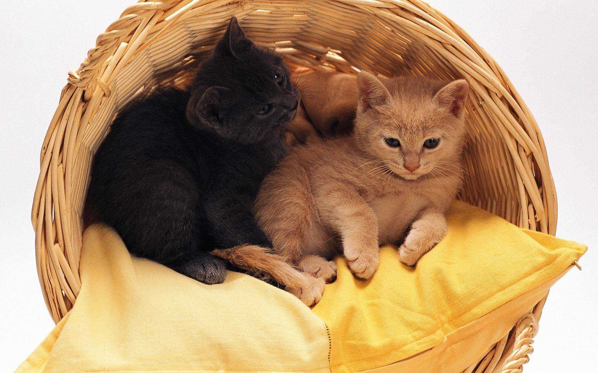 К чему снится маленький черный котенок на сайте сонник гуру