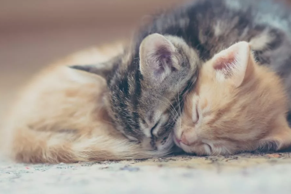 К чему снится котенок - значение сна котенок по соннику