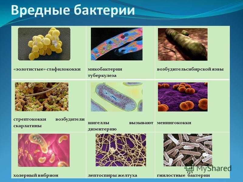 Пищевые добавки – полезные и вредные, классификация и влияние на организм - фбуз «центр гигиены и эпидемиологии в пермском крае»