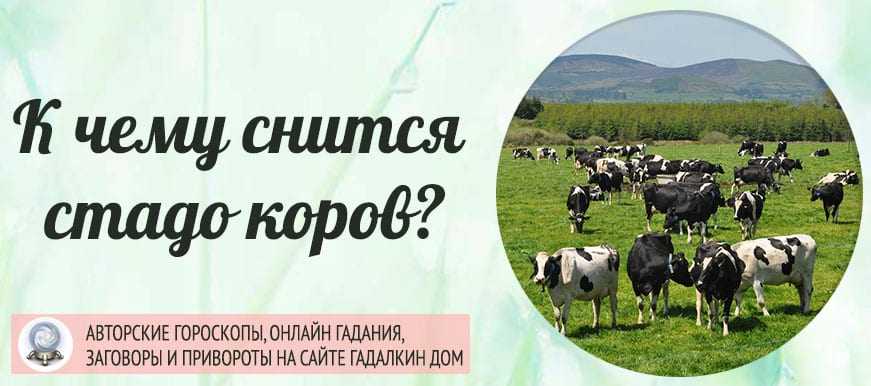 Сонник: женщине снится доить корову - что значит во сне, к чему это видеть?