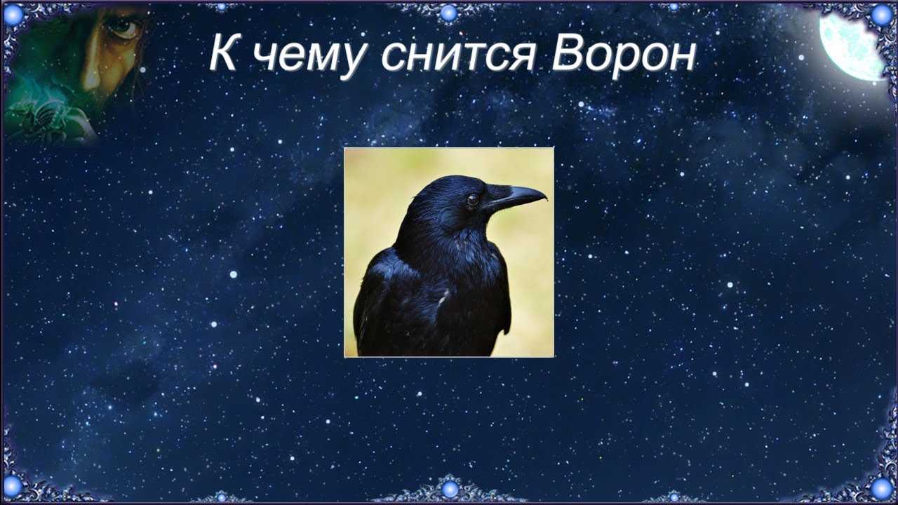 Сонник: ворона к чему снится ворона во сне приснилась - трактование
