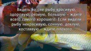 К чему снится рыба женщине, девушке или мужчине: 8 трактовок сна - сонник: рыба