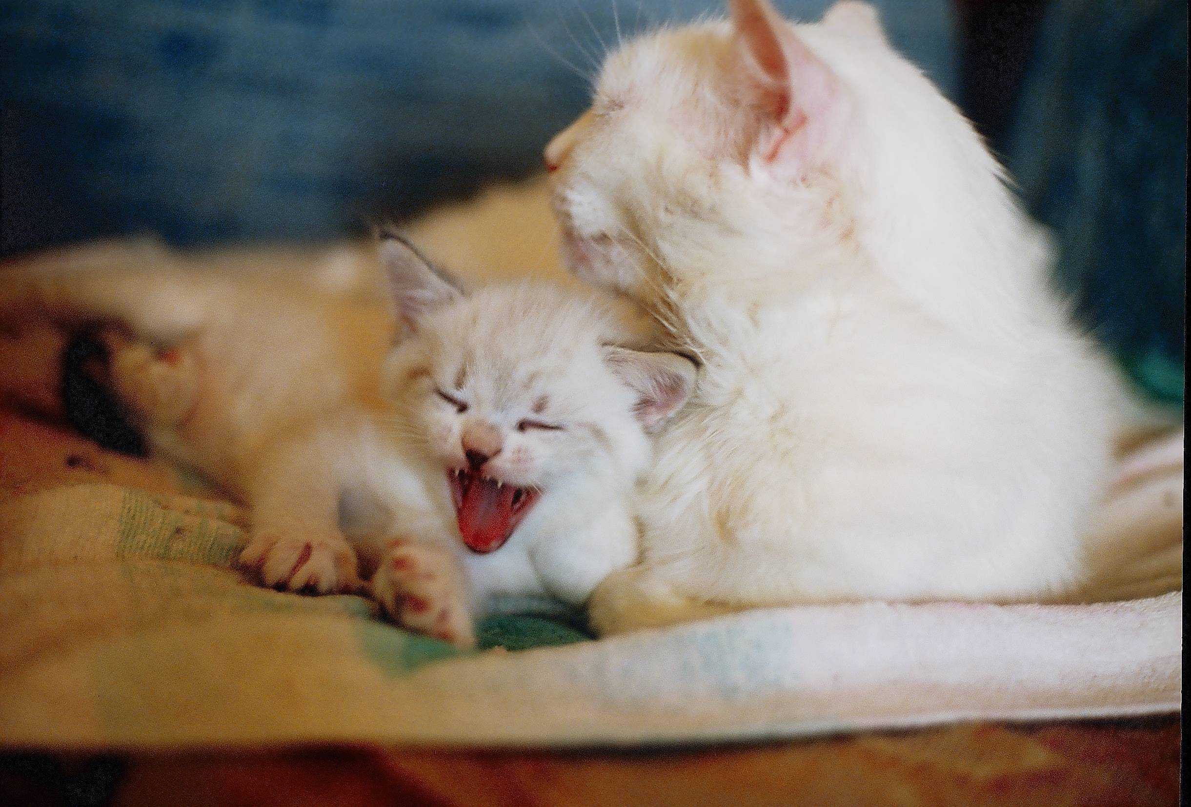 «котенок к чему снится во сне? если видишь во сне котенок, что значит?»