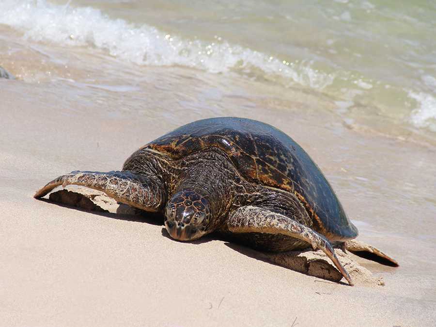 К чему снится черепаха 🐢 — топ толкований по 39 ❗ разным сонникам: что означает для мужчины и женщины видеть во сне большую, мертвую или белую черепаху в воде без панциря