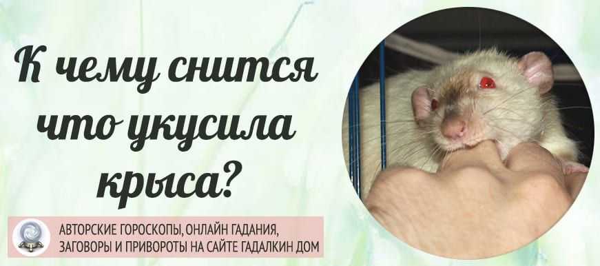 К чему снятся крысы: что означает видеть во сне крысу женщине