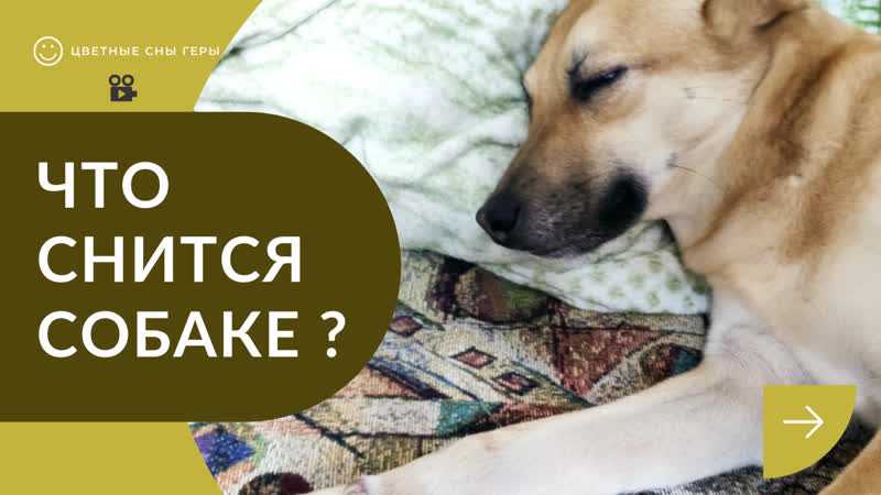 К чему снится собака лает. лающая собака во сне