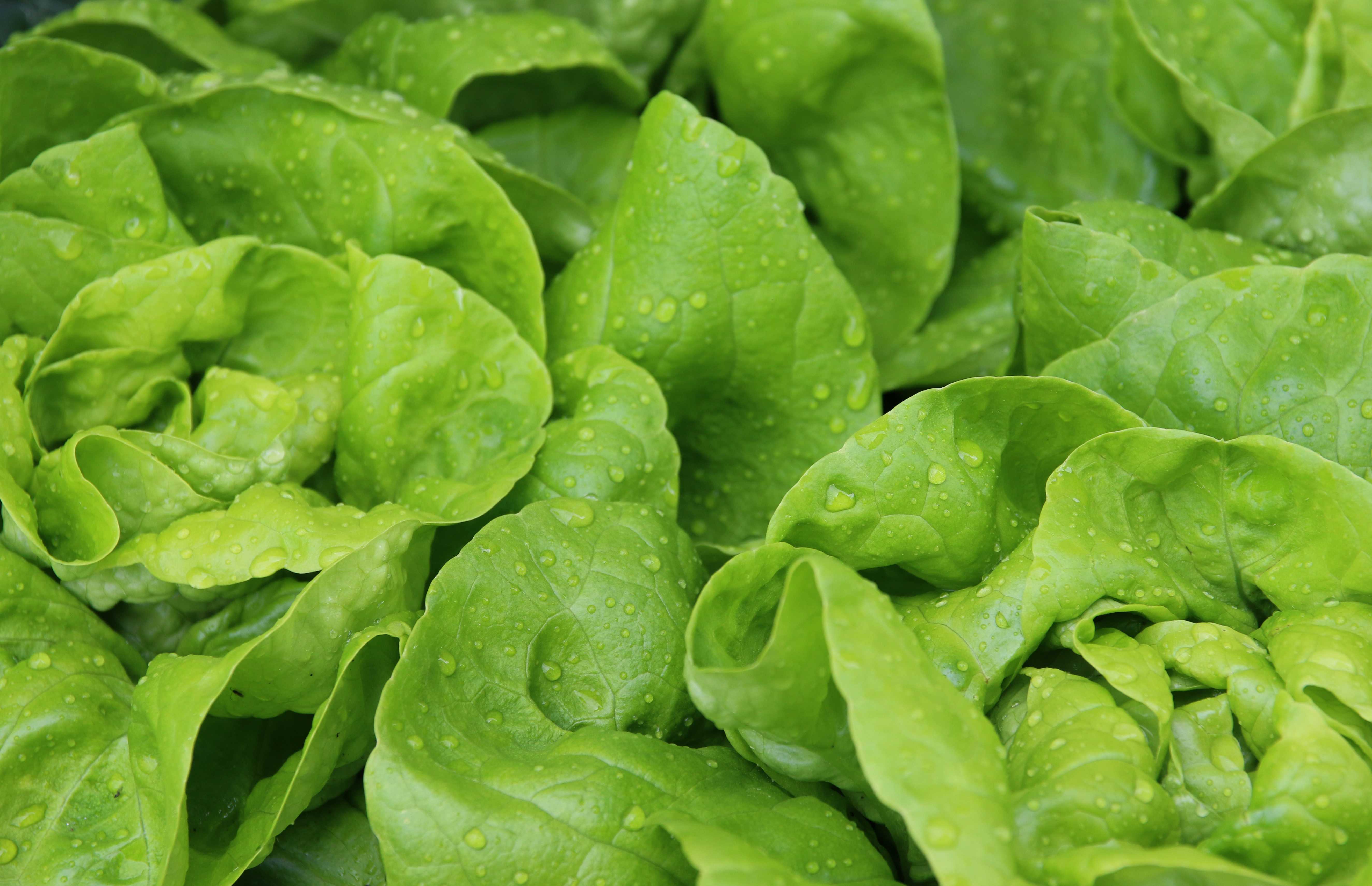 Мастер-класс по зимнему выращиванию листового салата в горшке на витаминную зелень